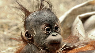 young orangutan in bokeh photography