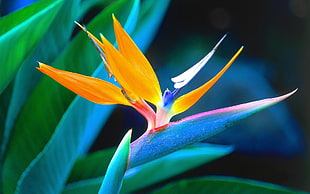 selective photography of Bird-of-Paradise flower