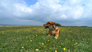 short-coated brown dog on green grasses during daytime, denmark HD wallpaper