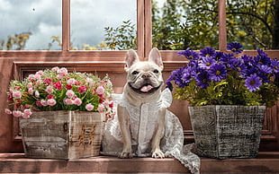 brown french bulldog near two baskets of flowers