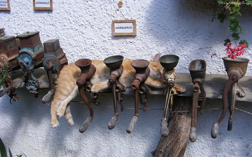 orange tabby cat sleeping on rack HD wallpaper