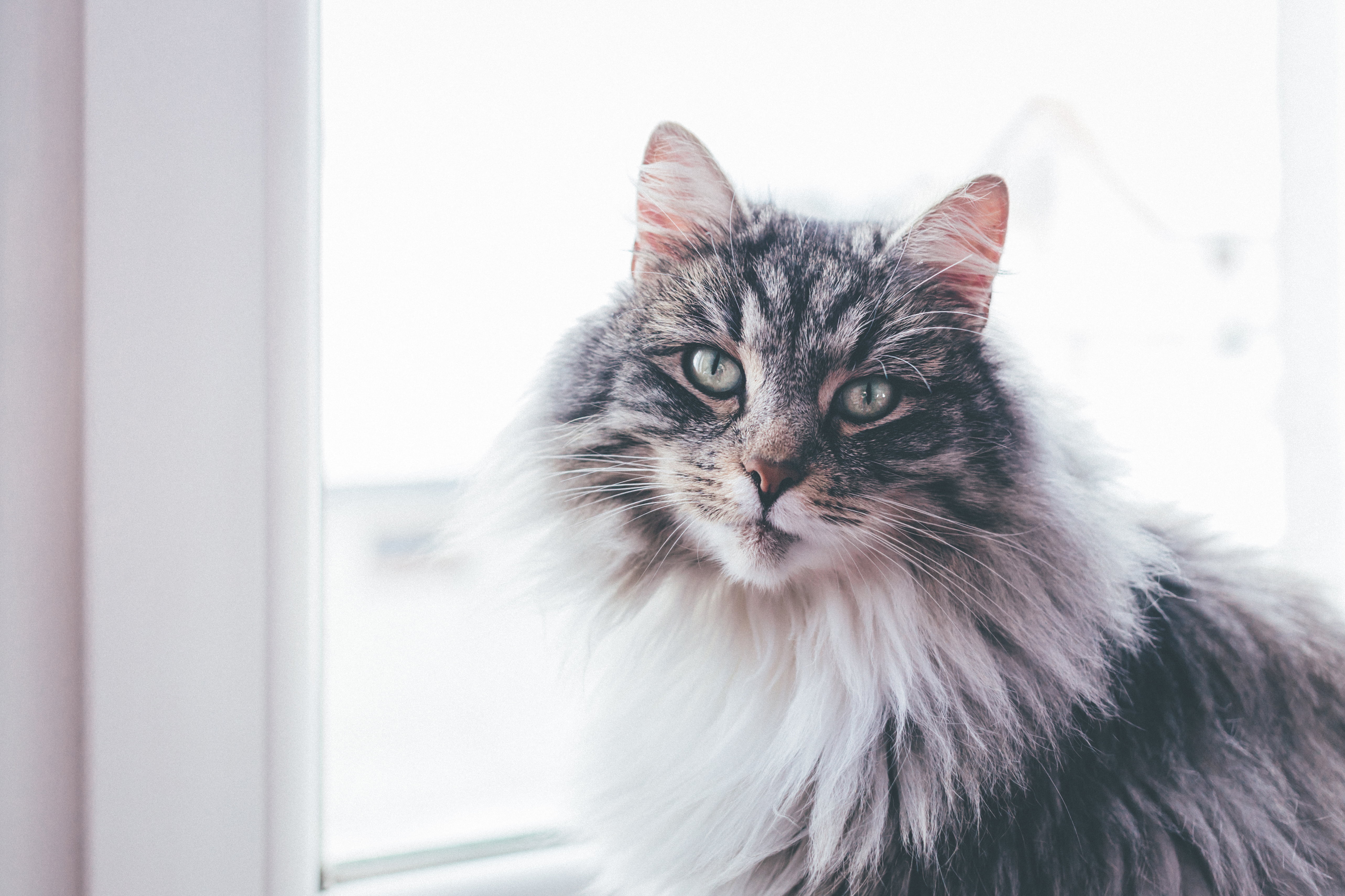 gray and white cat