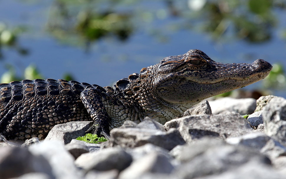 brown alligator outfoor HD wallpaper