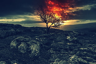 black and brown tree and trees, sky, red, night, rocks