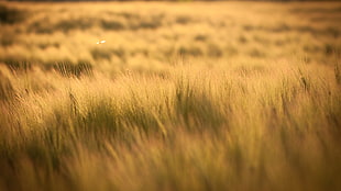 brown field, filter, photography, field, sun rays