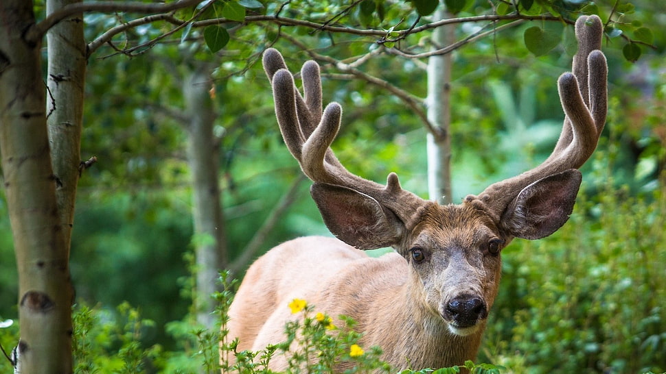 brown stag, animals, nature, deer HD wallpaper