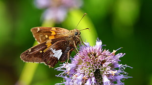 brown Moth