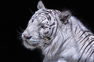 white tiger