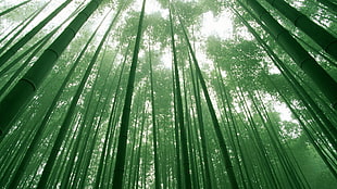 high green bamboo tress HD wallpaper
