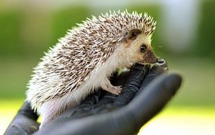 person holding hedge hog