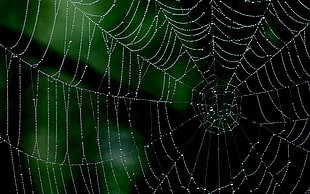 spider web, spiderwebs, minimalism, nature, water drops