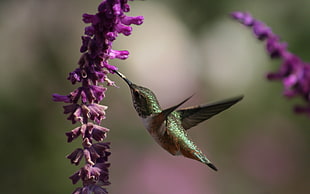 green hummingbird