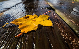 maple leaf on brown wood panel