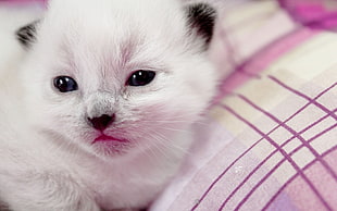 tilt shift lens photography of white kitten HD wallpaper