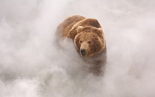 grizzly bear, bears, clouds, landscape HD wallpaper