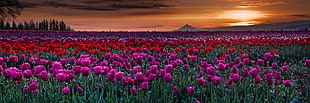 pink and red flowers during sunset photo, woodburn HD wallpaper