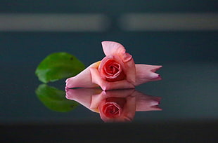 pink rose photo HD wallpaper