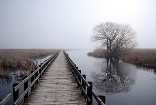 brown wooden dock, bridge, trees