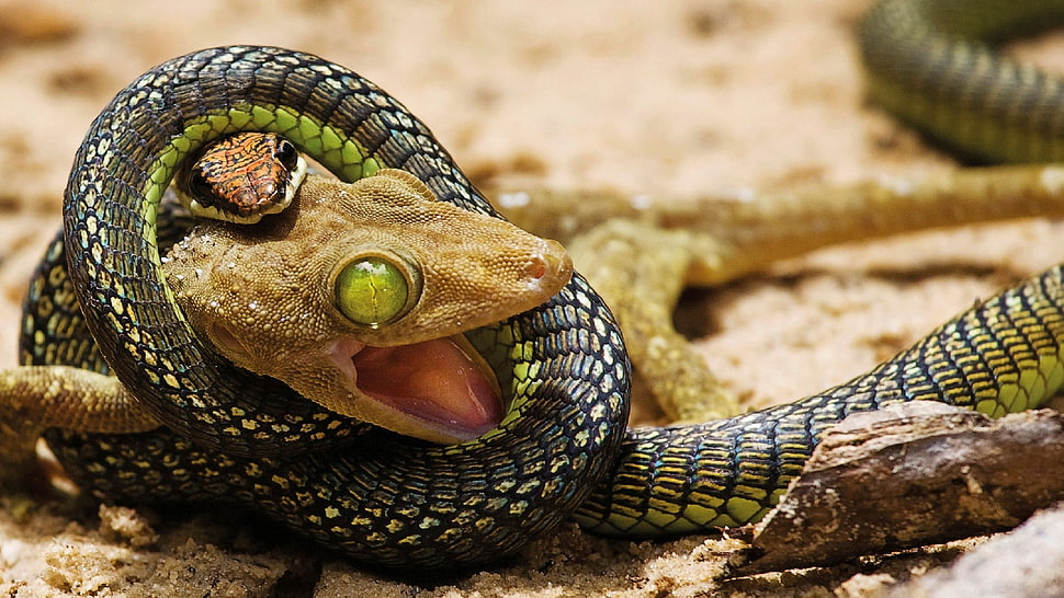 green and gray snake biting green frog HD wallpaper