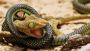 green and gray snake biting green frog