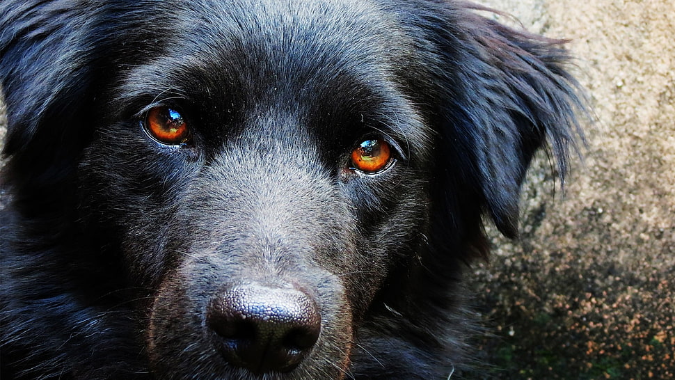 black dog staring HD wallpaper