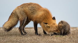 brown fox, fox, baby animals HD wallpaper