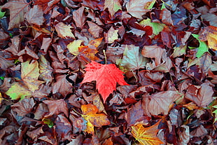 red maple leaf, Maple, Autumn, Leaves