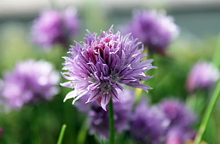 selective photo of purple petaled clustered flower