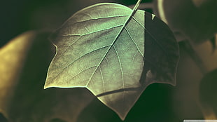green leaf HD wallpaper