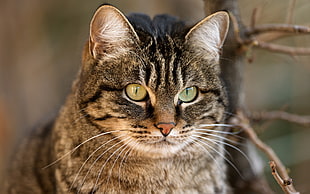 white and grey cat near brown withered plant