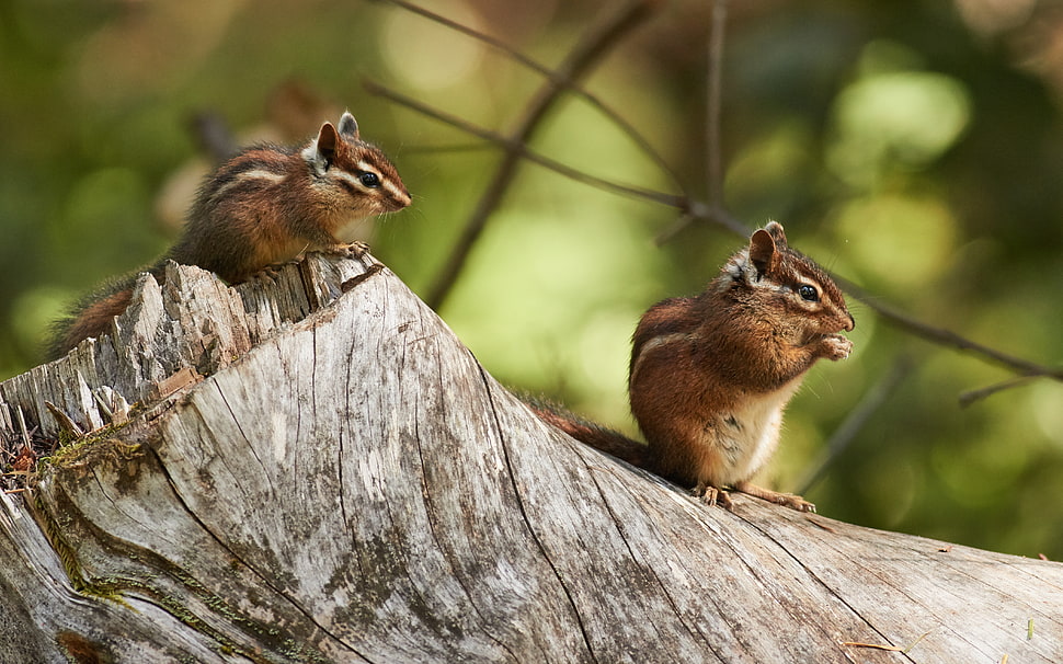 two chipmunks on tree HD wallpaper