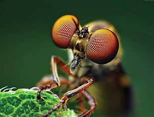 macro photography of mosquito