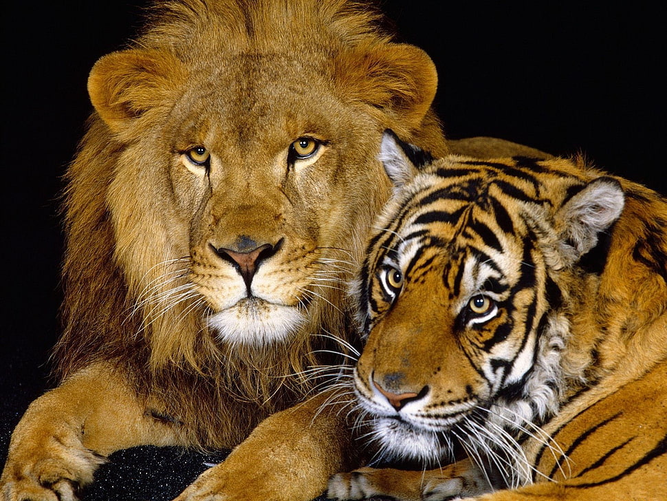 Tiger and Lion HD wallpaper