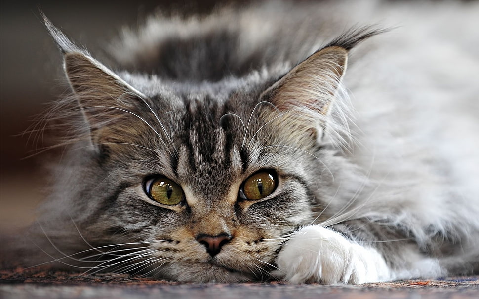 brown tabby cat HD wallpaper