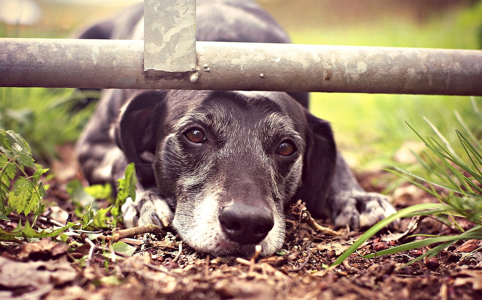 black Labrador retriever closeup photography HD wallpaper