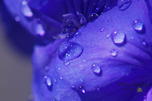 purple flower petals filled with water droplets HD wallpaper