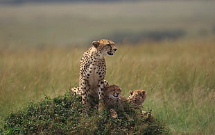 shallow focus photography of Cheetah with two cubs on grass field