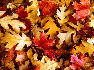 green and red Maple leaves HD wallpaper