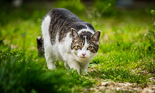 selective focus photography of silver and white cat on green grass lawn, donzdorf