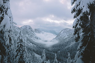 pine tree, mountain pass, snow, winter, mountains HD wallpaper