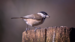 grey and black bird, marsh tit, willow tit