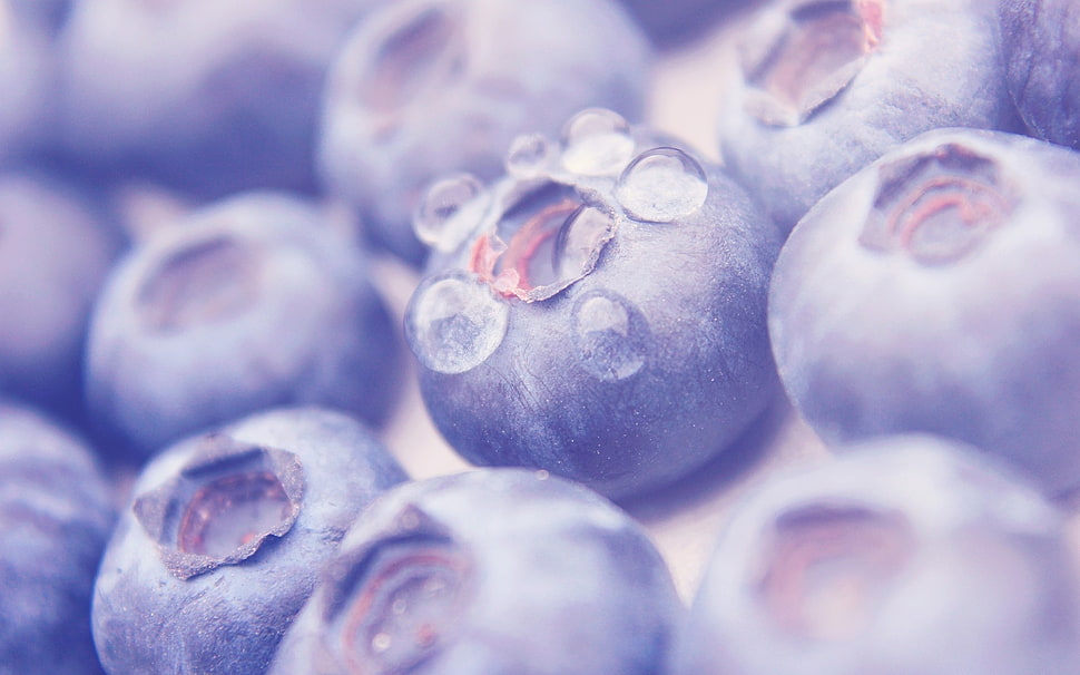 selective focus photography of blueberries HD wallpaper
