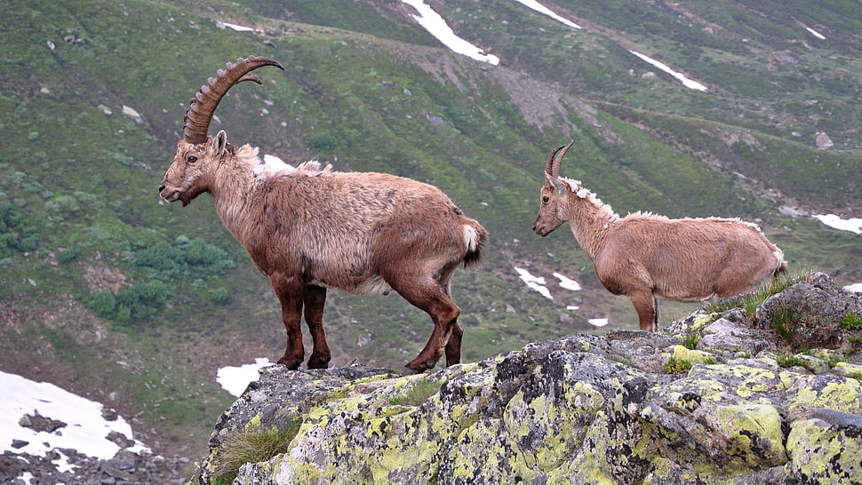 two ram on top of mountain HD wallpaper