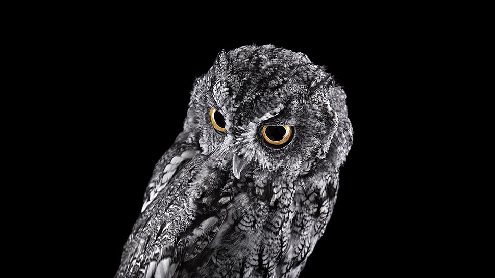 gray owl, photography, animals, birds, owl HD wallpaper