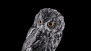 gray owl, photography, animals, birds, owl