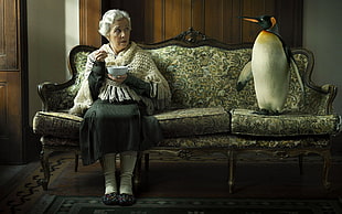 brown and black floral sofa set, penguins, couch, carpets, sitting