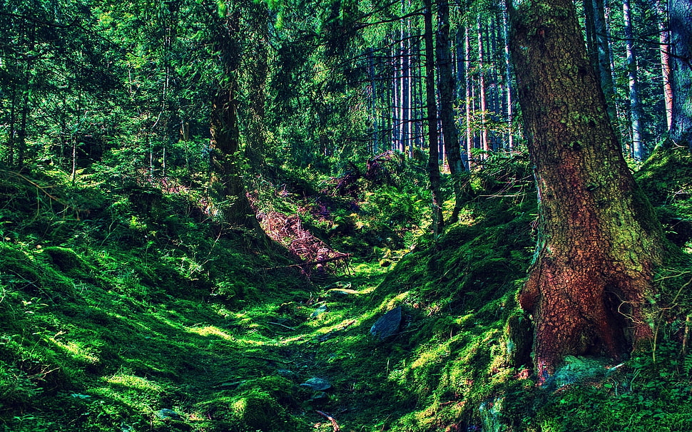 photography of forest HD wallpaper