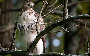 shallow focus photography of brown and white eagle on tree brunch during daytime
