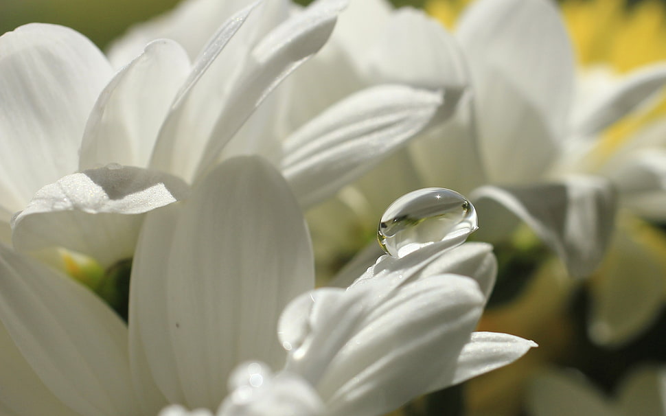 shallow focus photography of white flowers HD wallpaper