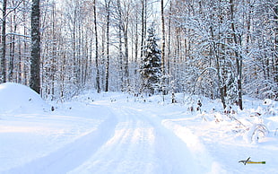 snow covered road, winter, trees, landscape